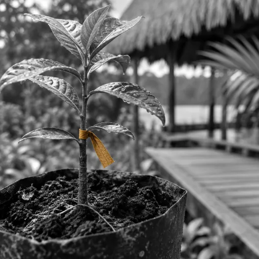 Regenerative Tourism in the Peruvian Amazon: The Lodges Doing More Than Eco